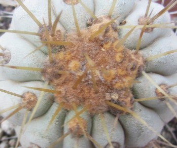 Copiapoa haseltoniana