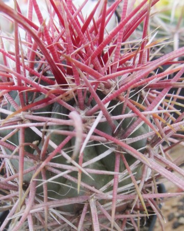 Ferocactus <br>gracilis fma