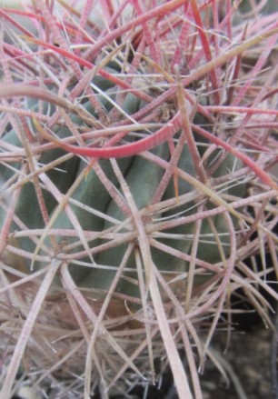 Ferocactus gracilis fma