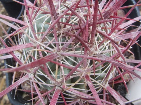 Ferocactus <br>aff viridescens