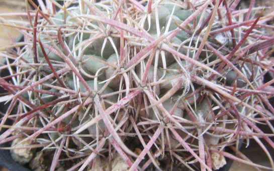 Ferocactus aff viridescens