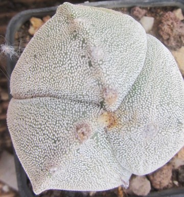 Astrophytum myriostigma tricostato