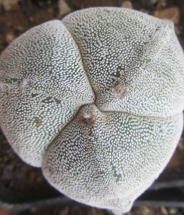 Astrophytum myriostigma tricostato