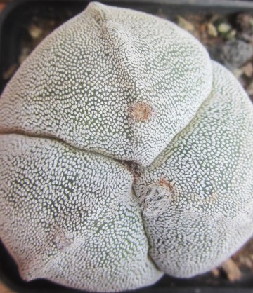 Astrophytum myriostigma tricostato