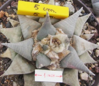 Ariocarpus retusus fma