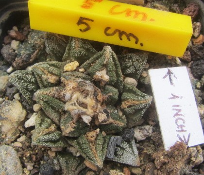 Ariocarpus <br>bravoanus hintoni