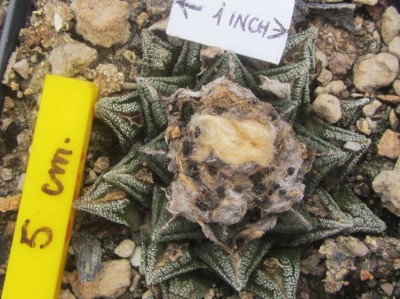 Ariocarpus <br>bravoanus hintoni