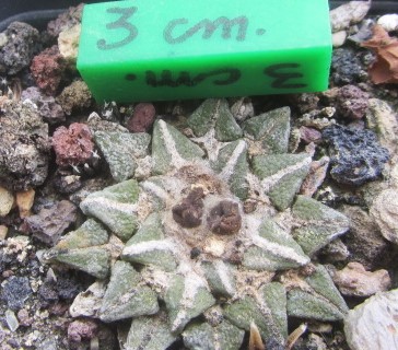 Ariocarpus kotschoubeyanus elephantidens