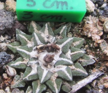 Ariocarpus <br>kotschoubeyanus elephantidens