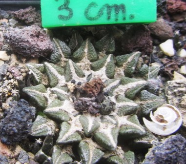 Ariocarpus kotschoubeyanus elephantidens