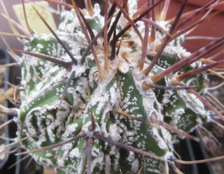 Astrophytum <br>ornatum cv fukuryu 