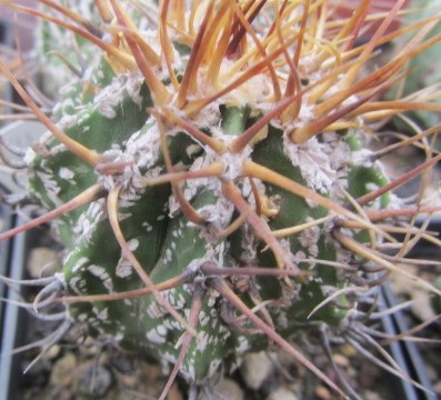 Astrophytum ornatum cv fukuryu 