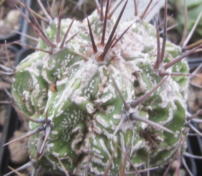 Astrophytum ornatum cv fukuryu 