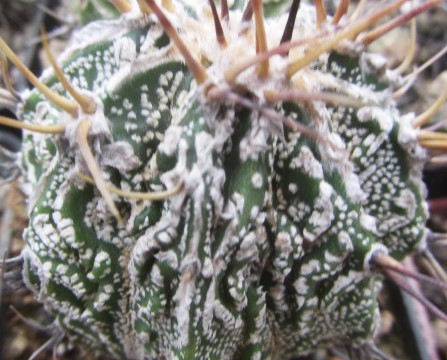 Astrophytum ornatum cv fukuryu 