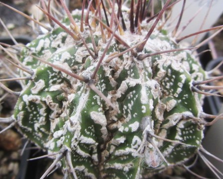 Astrophytum ornatum cv fukuryu 