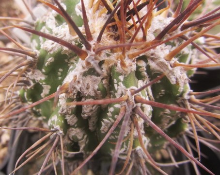 Astrophytum ornatum cv fukuryu 