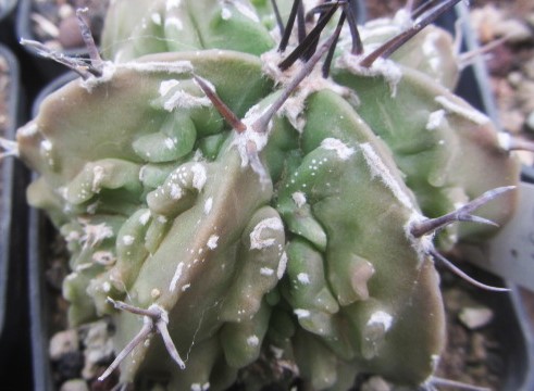 Astrophytum ornatum cv fukuryu 