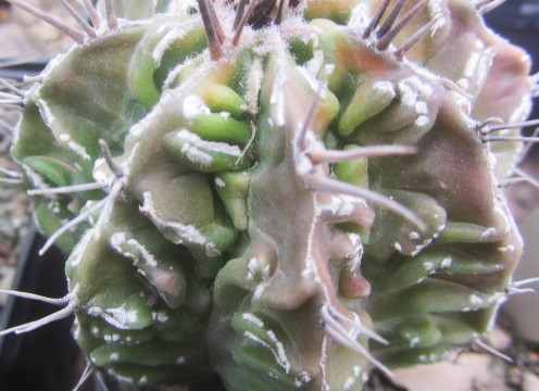 Astrophytum ornatum cv fukuryu 