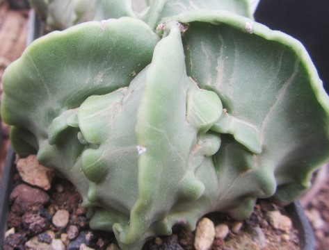 Astrophytum myriostigma fukuryo