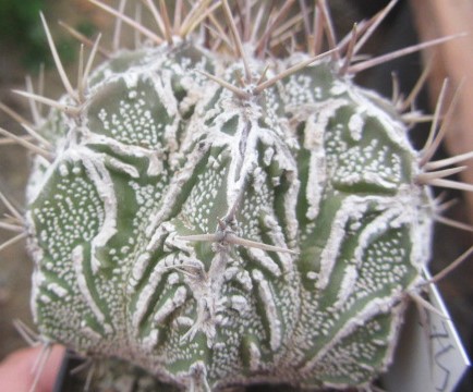 Astrophytum <br>ornatum cv fukuryu 