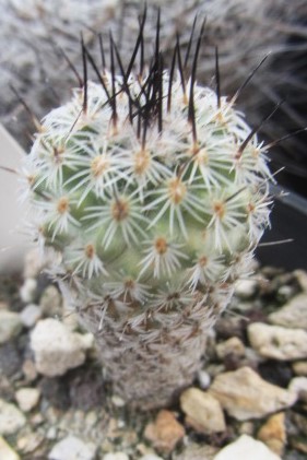 Turbinicarpus <br>mandragora