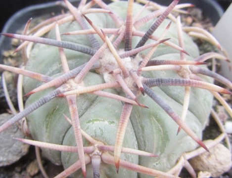 Echinocactus horizonthalonius