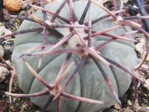 Echinocactus horizonthalonius