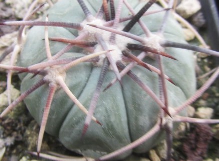 Echinocactus horizonthalonius