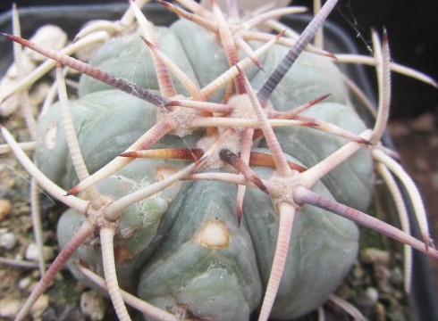 Echinocactus horizonthalonius