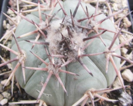 Echinocactus <br>horizonthalonius