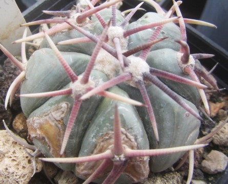 Echinocactus horizonthalonius