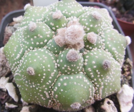 Astrophytum asterias kikko turtle