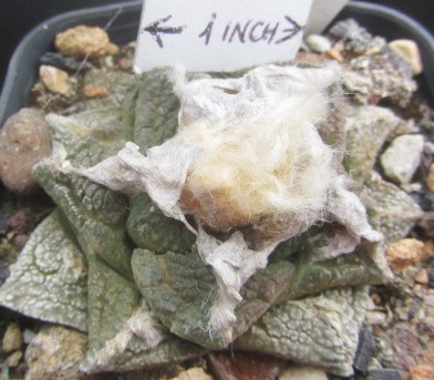 Ariocarpus fissuratus