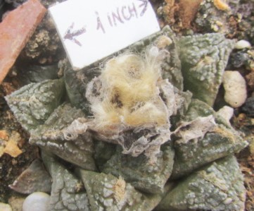 Ariocarpus <br>fissuratus