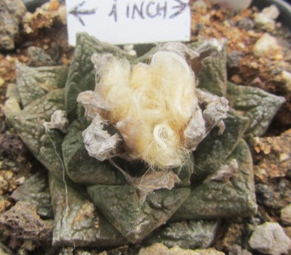 Ariocarpus fissuratus intermedius