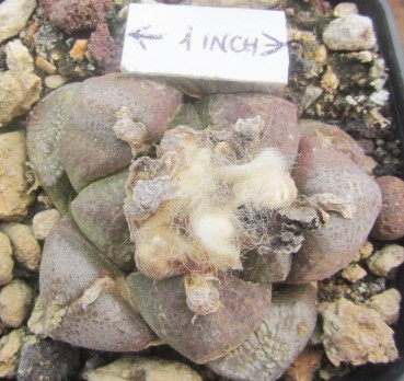 Ariocarpus <br>fissuratus lloydii