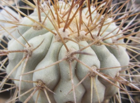 Copiapoa gigantea