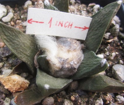 Ariocarpus <br>bravoanus x ret