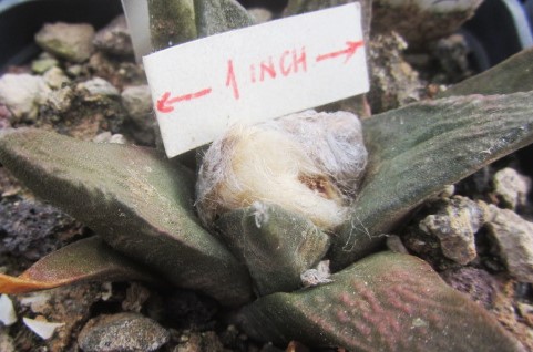 Ariocarpus bravoanus x retusus