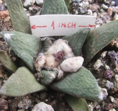 Ariocarpus <br>bravoanus x retusus