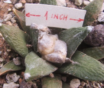 Ariocarpus <br>bravoanus x retusus