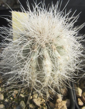 Copiapoa <br>krainziana