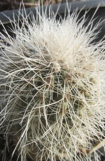 Copiapoa krainziana