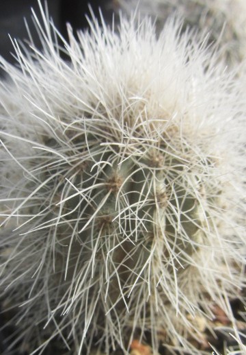 Copiapoa <br>krainziana