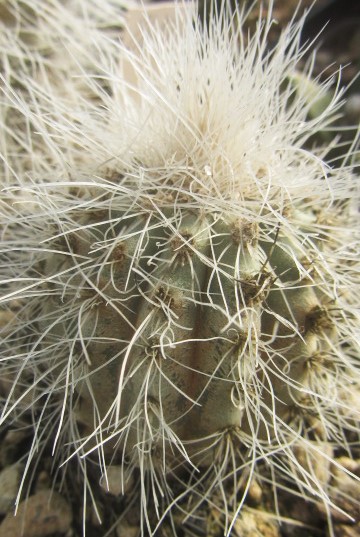 Copiapoa <br>krainziana 