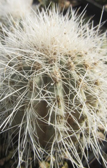 Copiapoa <br>krainziana