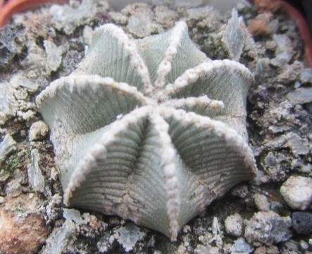 Aztekium hintoni