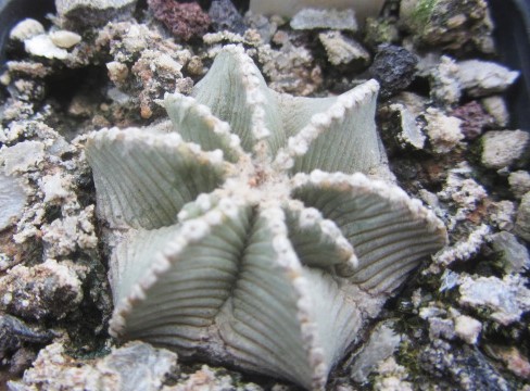 Aztekium hintoni