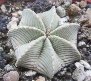 Aztekium hintoni