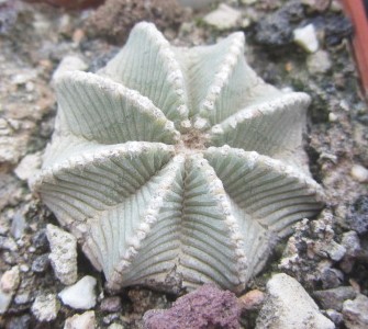 Aztekium hintoni